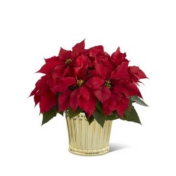 The Poinsettia Planter  from Parkway Florist in Pittsburgh PA
